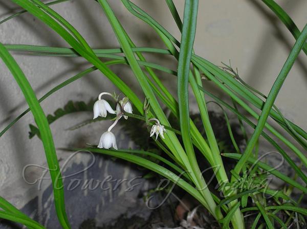 Himalayan Theropogon